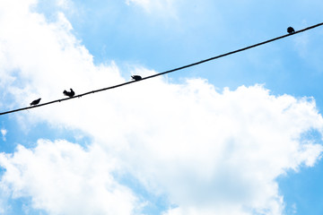 Birds hanging on a wire,