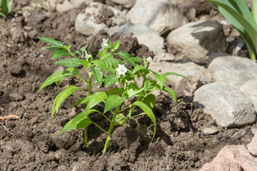 Flowering bush chile