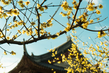Spring of Suzhou China