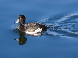 Male Tufted Duck or Aythya fuligula swimming in pond, close-up portrait with reflection, selective focus, shallow DOF