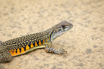 Image of Butterfly Agama Lizard (Leiolepis Cuvier) on the ground. Reptile Animal