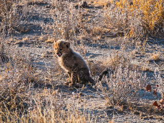 Cheetah in Otjitotongwe Ceetah Farm, Namibia
