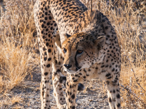 Cheetah in Otjitotongwe Ceetah Farm, Namibia