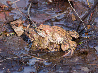 European grass frog or Rana temporaria copulation close-up, selective focus, shallow DOF
