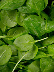 spinach close up