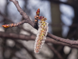 Aspen catkins on branch with bokeh background macro, selective focus, shallow DOF