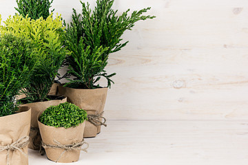 Assortment young green conifer plants in handmade pots with copy space on beige wood table.