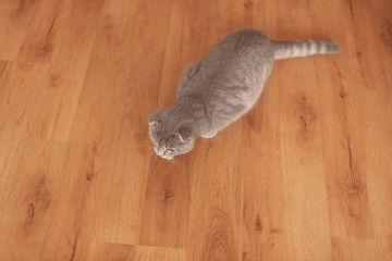 Cute cat sitting on wooden floor at home