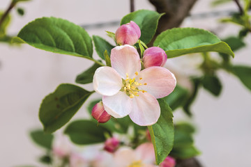 Obraz premium fiore e boccioli di melo