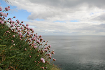 Flowers by the sea with cloudy sky on the background