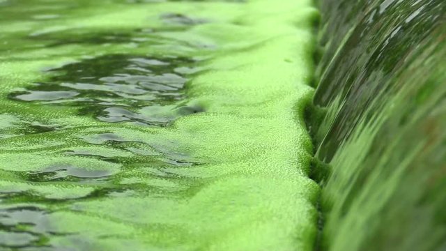 Science research, the water is green, algae, chlorella production, food supplement the human diet, unique technology, bio, biotechnology, Czech Republic, Europe