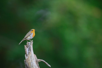 robin