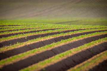 Field of potato