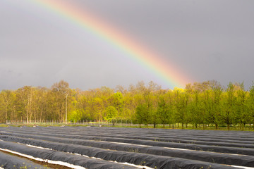 Arc-en-ciel et pluie sur un verger au printemps