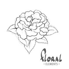 A rose opened against a white background