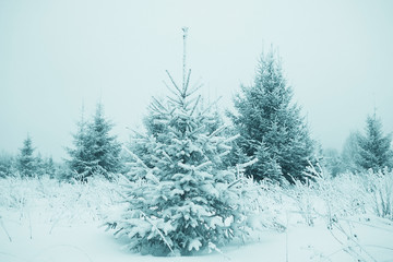 Christmas landscape with young fir trees and snow in a field