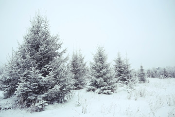Christmas landscape with young fir trees and snow in a field