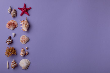 Seashells on purple