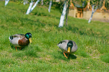 Wild ducks in the courtyard walk, sit live in the wild on green grass and near trees and farming beautiful colorful plump birds