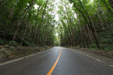 Obraz premium Scene with road in forest at Bilar Man-Made Forest,Philippine