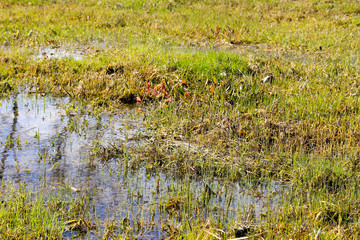 Grassy marshland with standing water