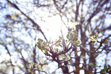 toned background spring tree branches with young leaves sun glare blur bokeh