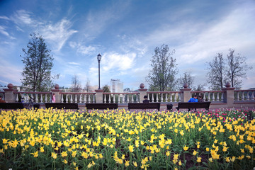 flowerbed with flowers in the city park in the spring