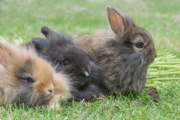 New born rabbit on green grass