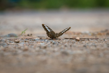 Butterfly eating Salt licks on ground