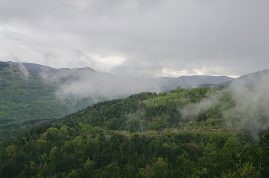 Fototapeta Low Rain Clouds Above Mountain With Pine Tree Forest 