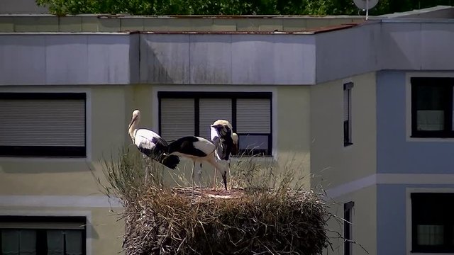 Jungstorchenalltag in ihrem Nest