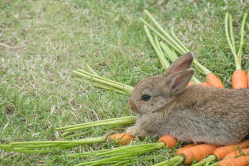 New born rabbit on green grass