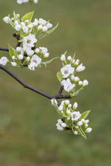 White flowers on green leaves pear trees.
