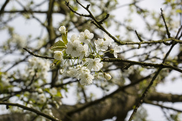 White cherry blossoms on a branch.