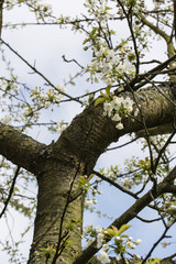 White cherry blossoms on a branch.