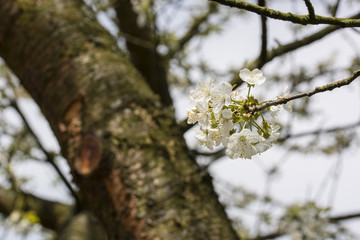 White cherry blossoms on a branch.