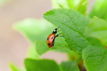 Ladybug