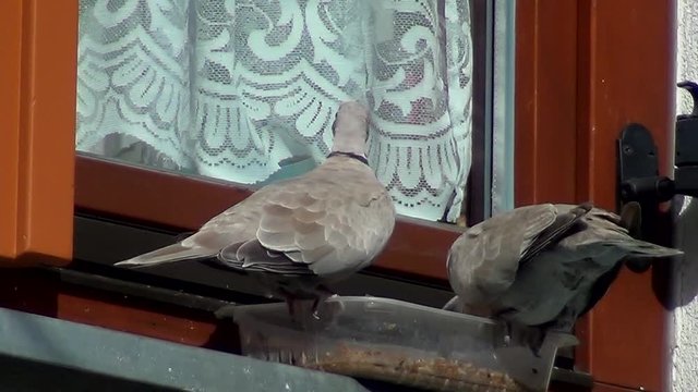 Zwei Tauben fressen aus einer Sch&uuml;ssel auf einer Fensterbank (Gro&szlig;aufnahme)