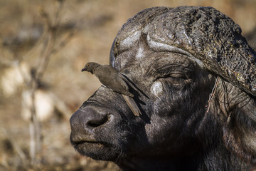 African buffalo and Red-billed Oxpecker in Kruger National park, South Africa