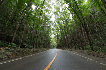 Scene with road in forest at Bilar Man-Made Forest,Philippine