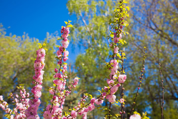 Beautiful pink cherry blossoms on a blue background. Sakura