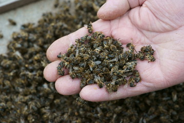 beekeeper holding a dead bees. Pesticides. the varroa mite.