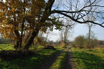 Fototapeta premium Chruslanki Jozefowskie, Swit na 