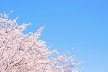 Papier Peint photo Fleur de cerisier 桜の花。日本の象徴的な花木。