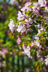Blooming pink apple tree against the blue sky