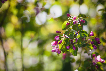 Blooming pink apple tree against the blue sky