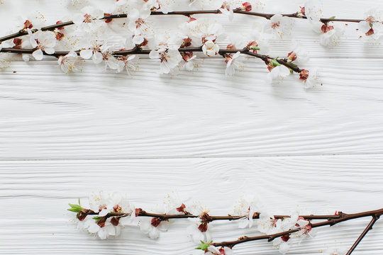 Blossom branches on a white wooden background. Spring baner.