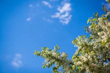branch of a blossoming spring bird cherry against the blue sky
