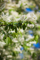 branch of a blossoming spring bird cherry against the blue sky