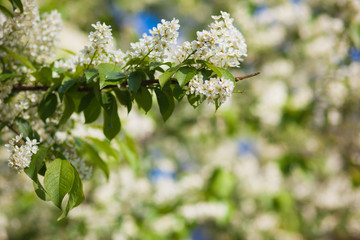 branch of a blossoming spring bird cherry against the blue sky